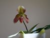 Paphiopedilum Wottonii (bellatulum х Callosum) Hengduan Mountains Biotechnology (2)